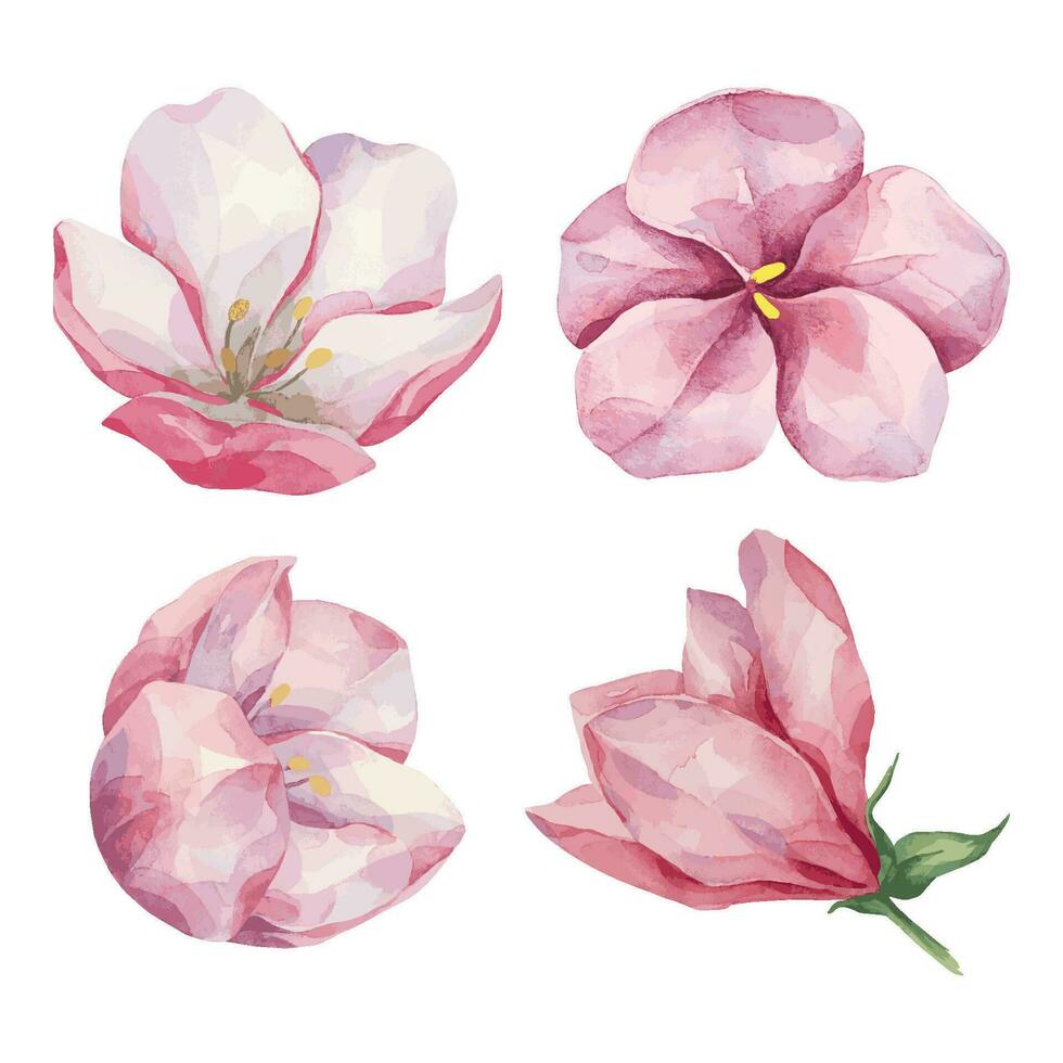 Set of pink spring watercolor flowers. Magnolia hand-drawn flowers on white background. Floral objects clipart. vector