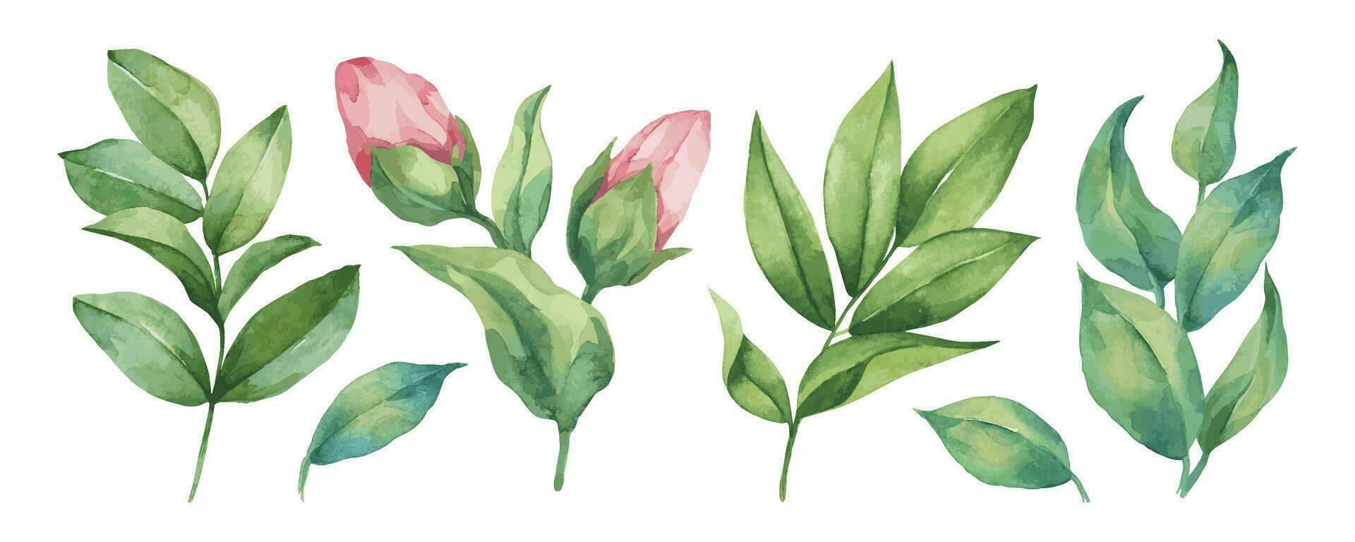 Set of watercolor leaves. Spring hand-drawn leaves on white background. Floral objects clipart. vector