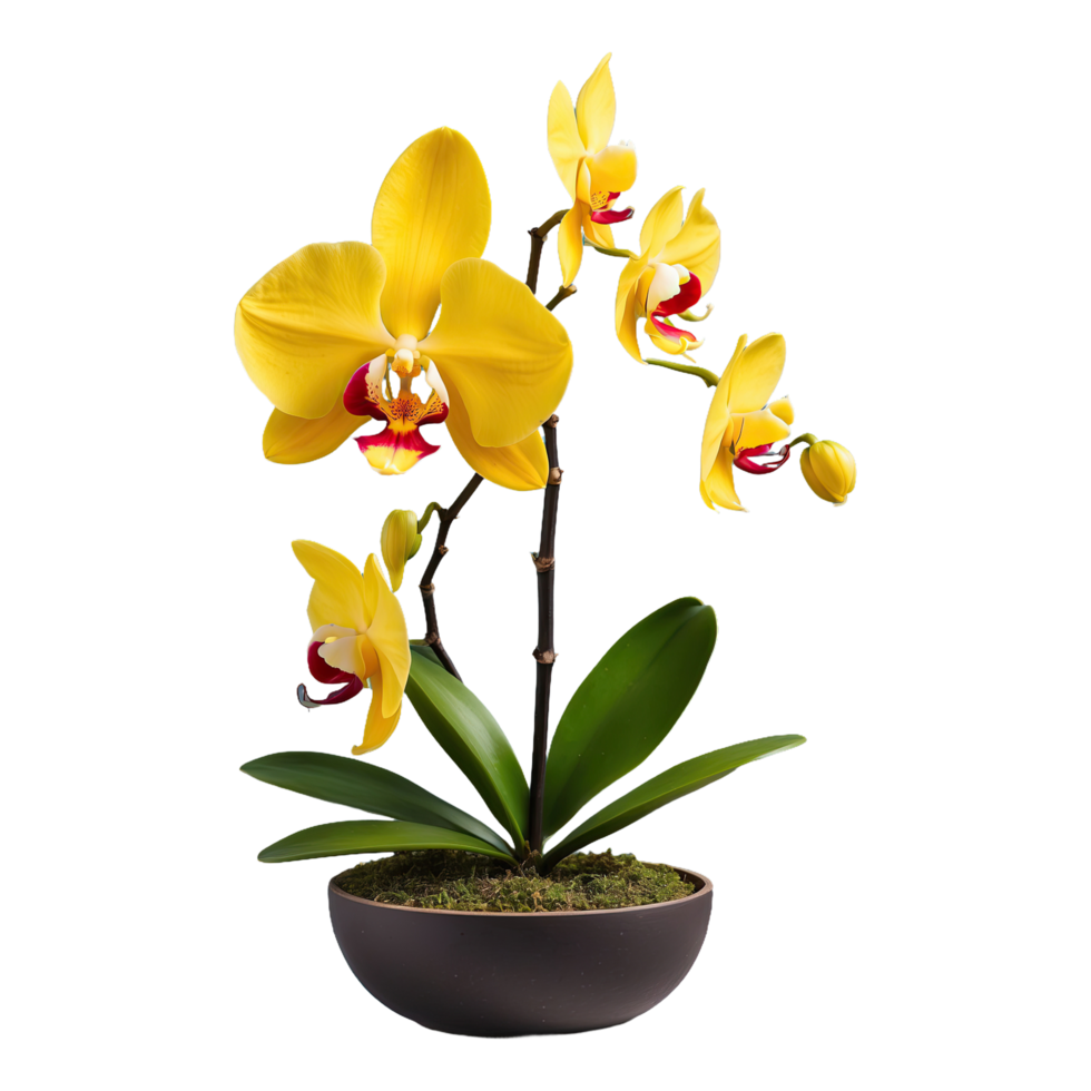 AI generated Yellow orchid naturally beautiful isolated on transparent background png