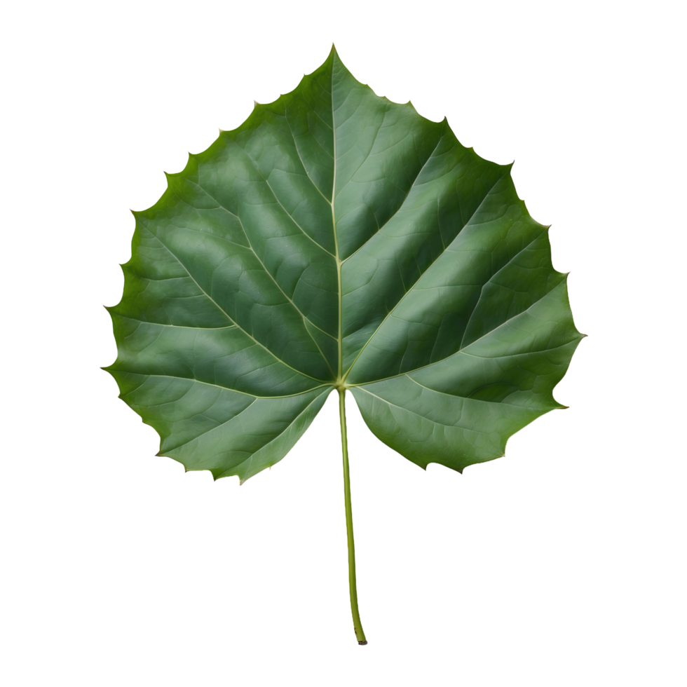 AI generated Ivy leaf isolated on transparent background png