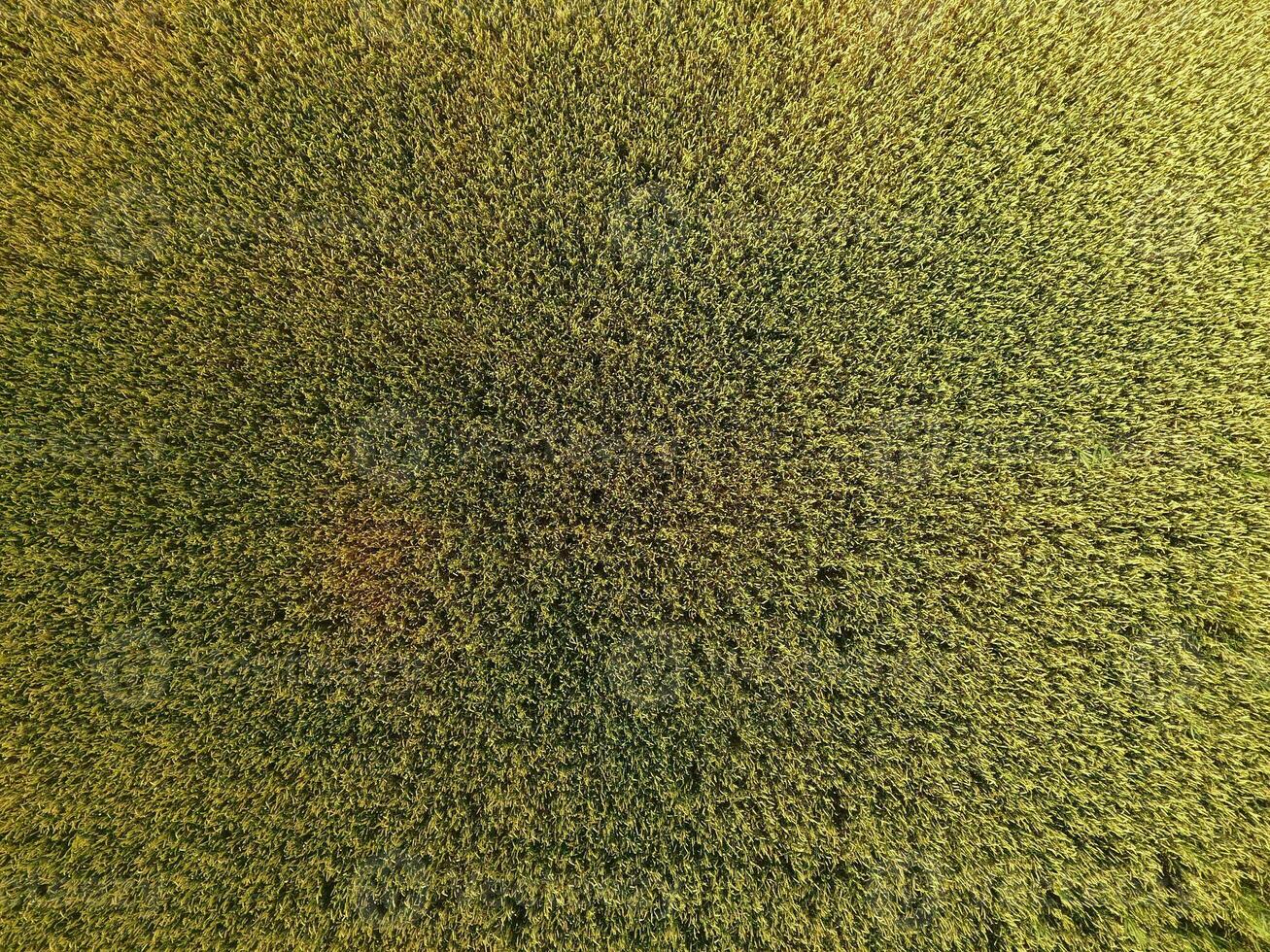 Ripening wheat. Green unripe wheat is a top view. Wheat field photo