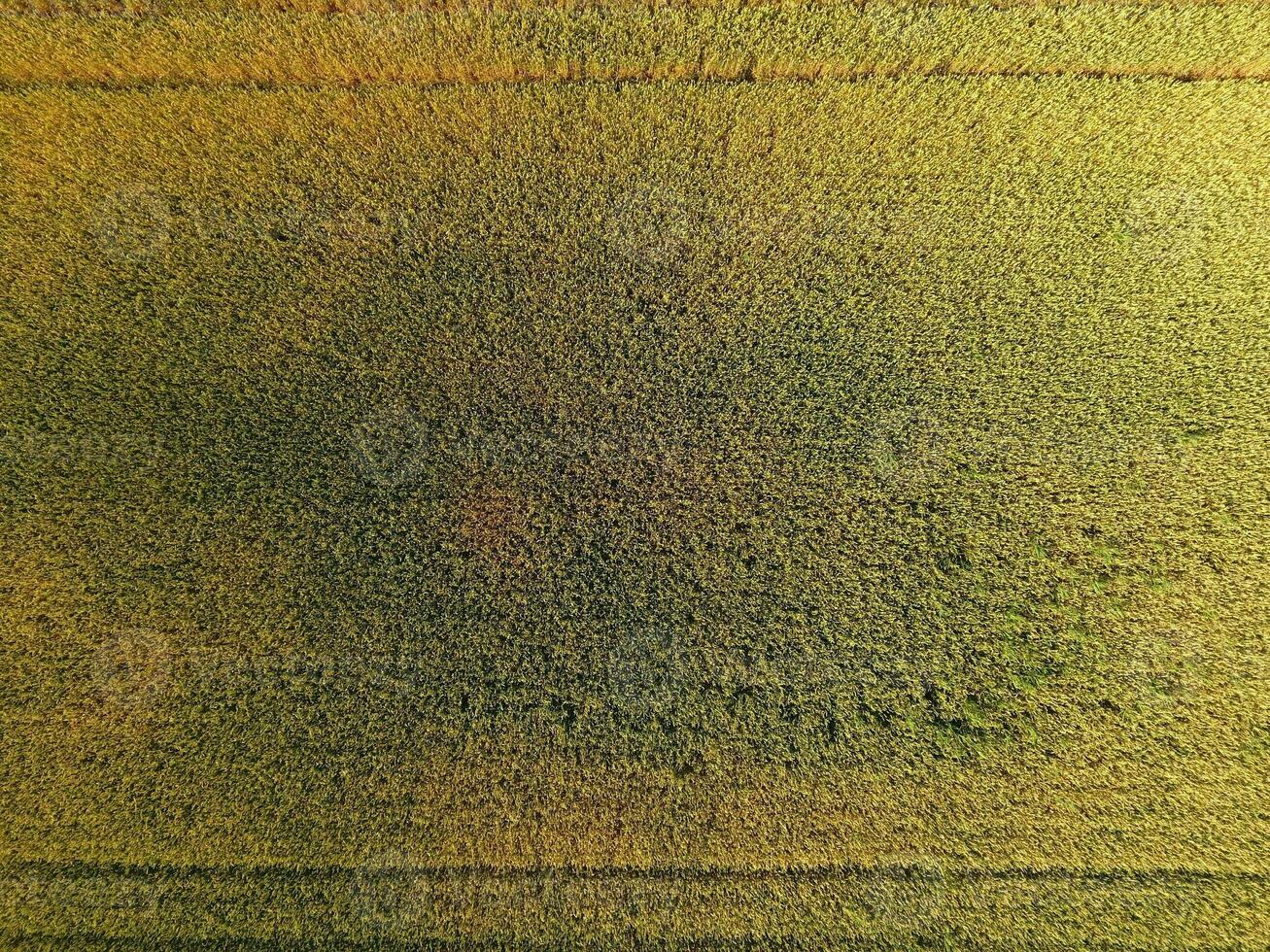 Ripening wheat. Green unripe wheat is a top view. Wheat field photo