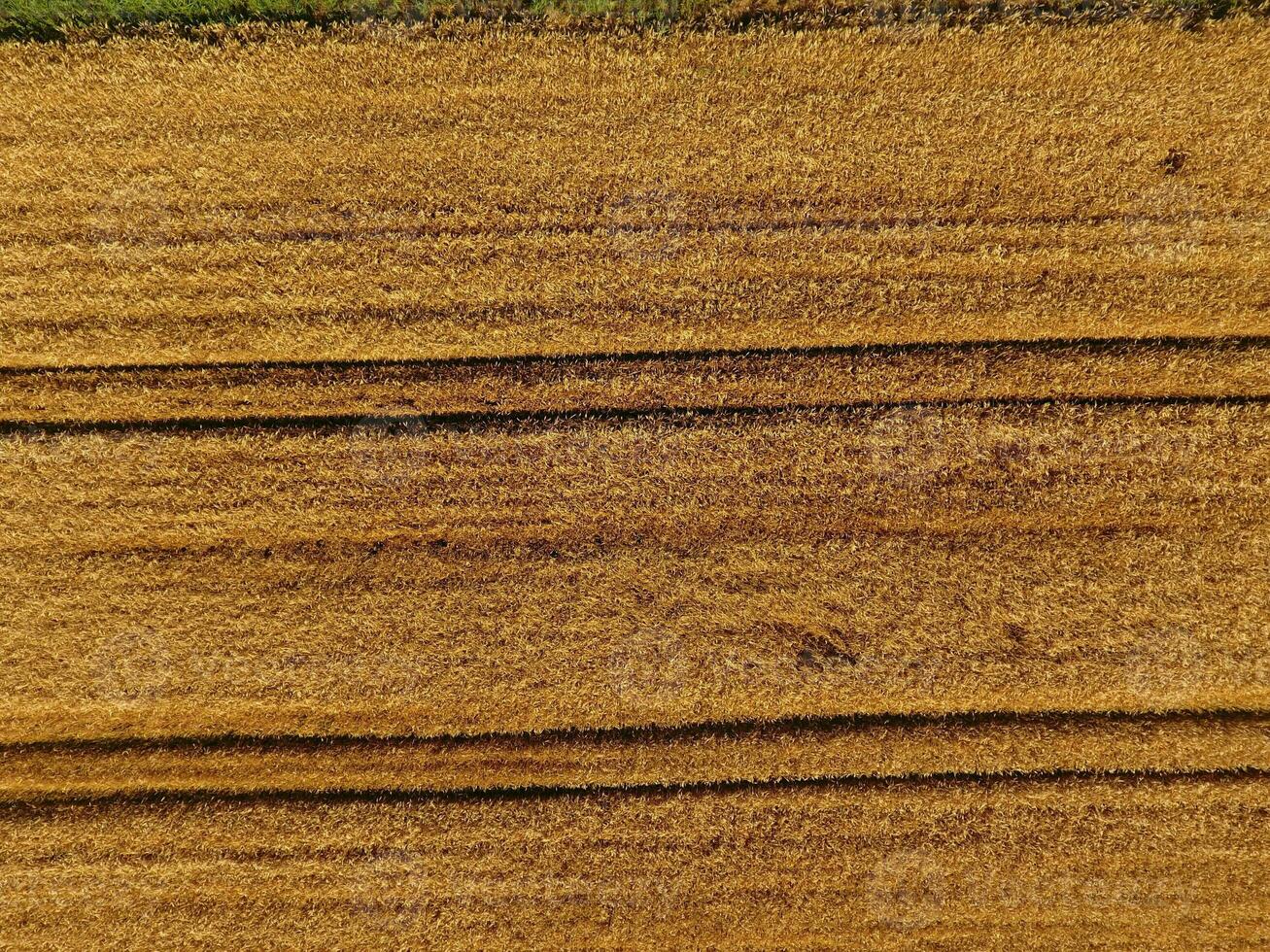 Ripe barley is a top view. The field of barley photo