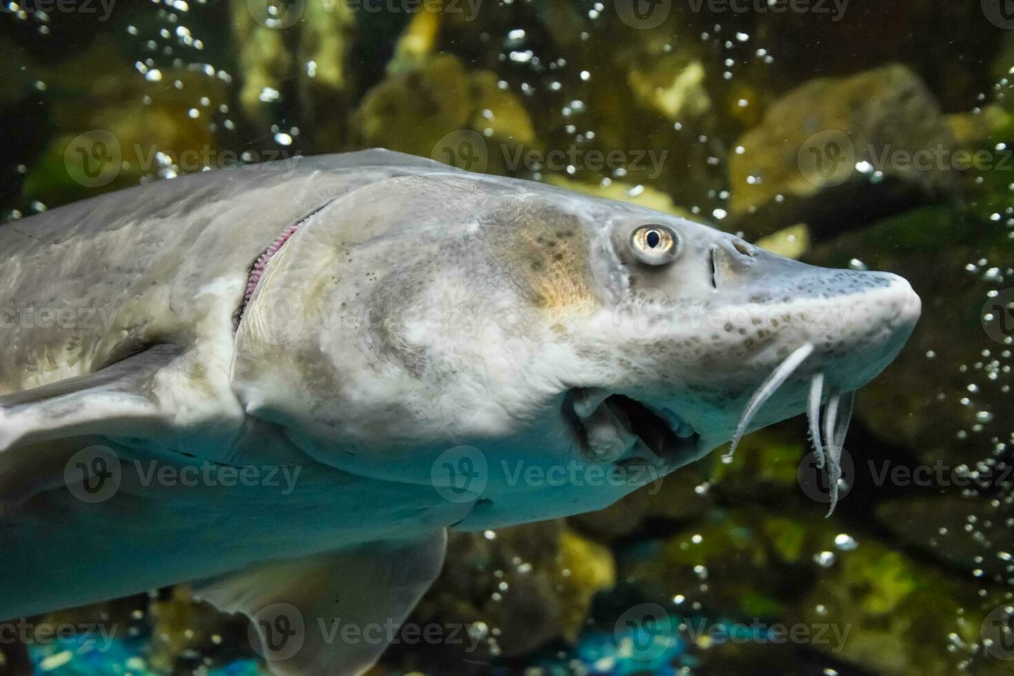 Fish sturgeon swims in the aquarium of oceanarium. Sturgeon fish photo