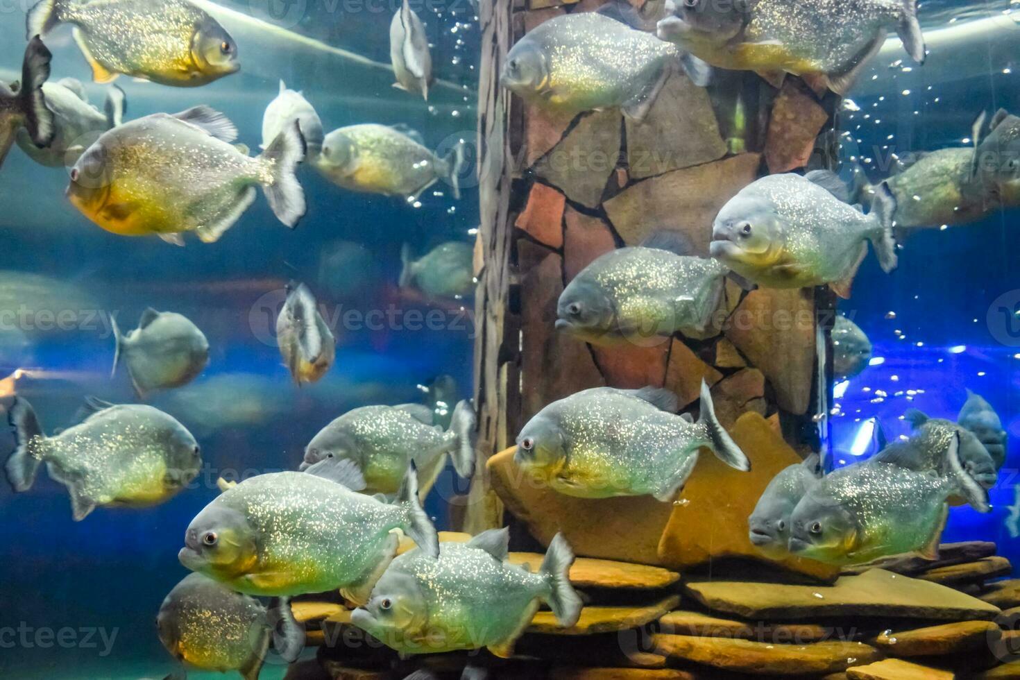 Red bellied piranha Pygocentrus nattereri photo