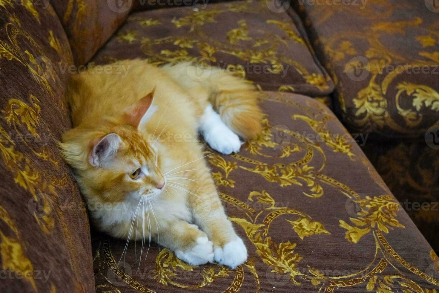 Giant maine coon cat. Mainecoon cat, Breeding of purebred cats at home photo