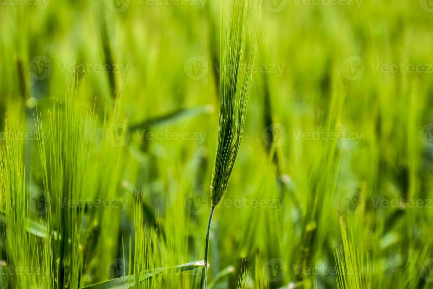 field of green immature barley. Spikelets of barley. The field is barley, Rural landscape. photo