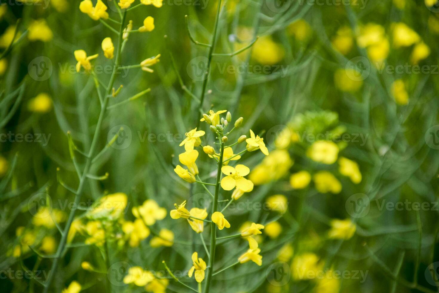 Rape flowers. Macro photo of a flowering canola. Rapeseed field.