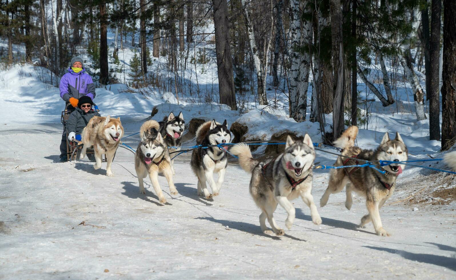 Listvyanka, Russia - 04-03-2020 - Tourist playing dog sledding in Listvyanka a small town in Irkutsk Oblast on the shores of Lake Baikal. It is a fantastic way to experience the beauty of nature. photo
