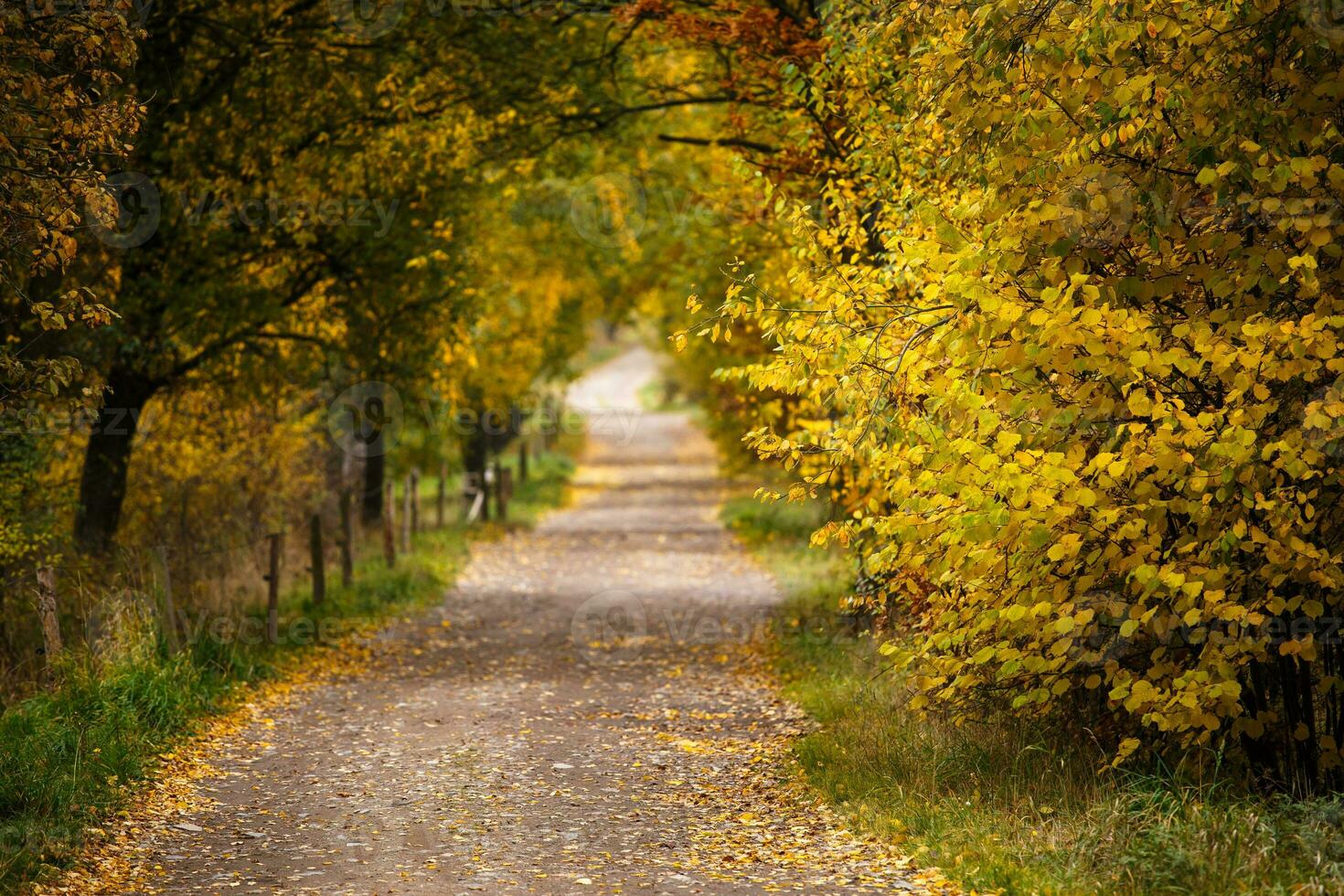 majestuoso paisaje con otoño hojas en bosque. foto