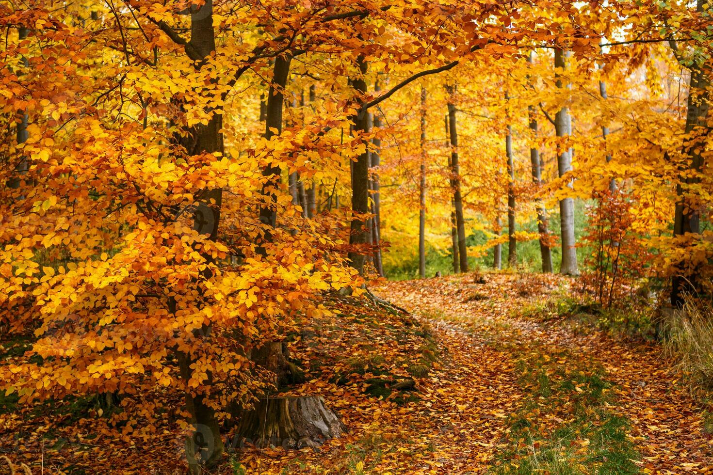 majestuoso paisaje con otoño hojas en bosque. foto
