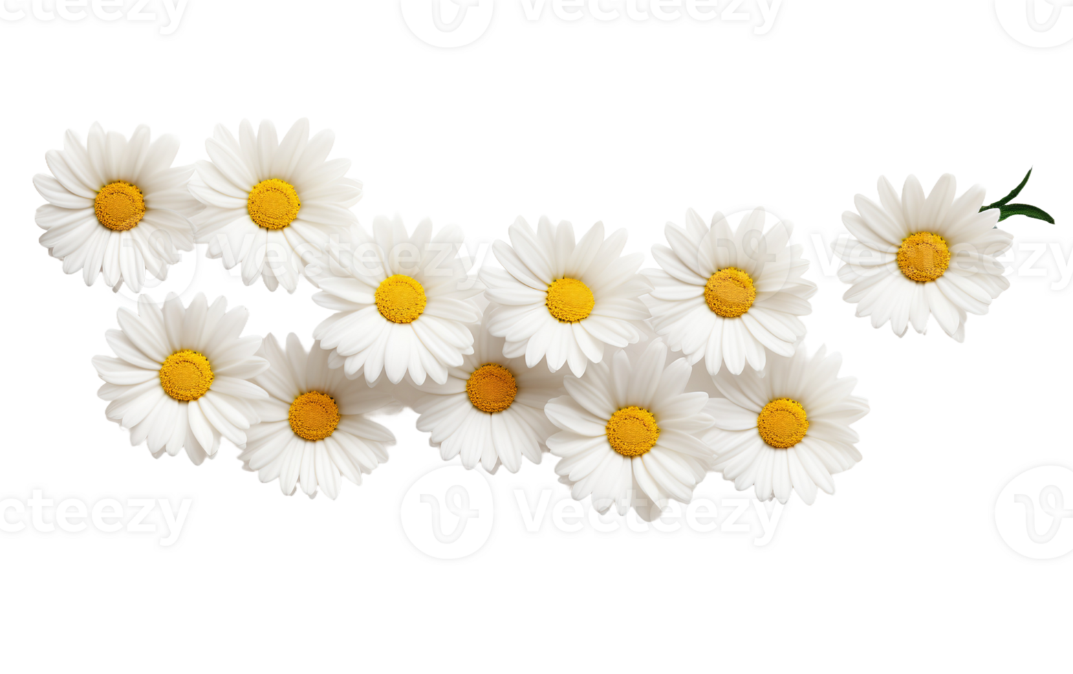 AI generated High-Quality Daisy Chain in Full Bloom png