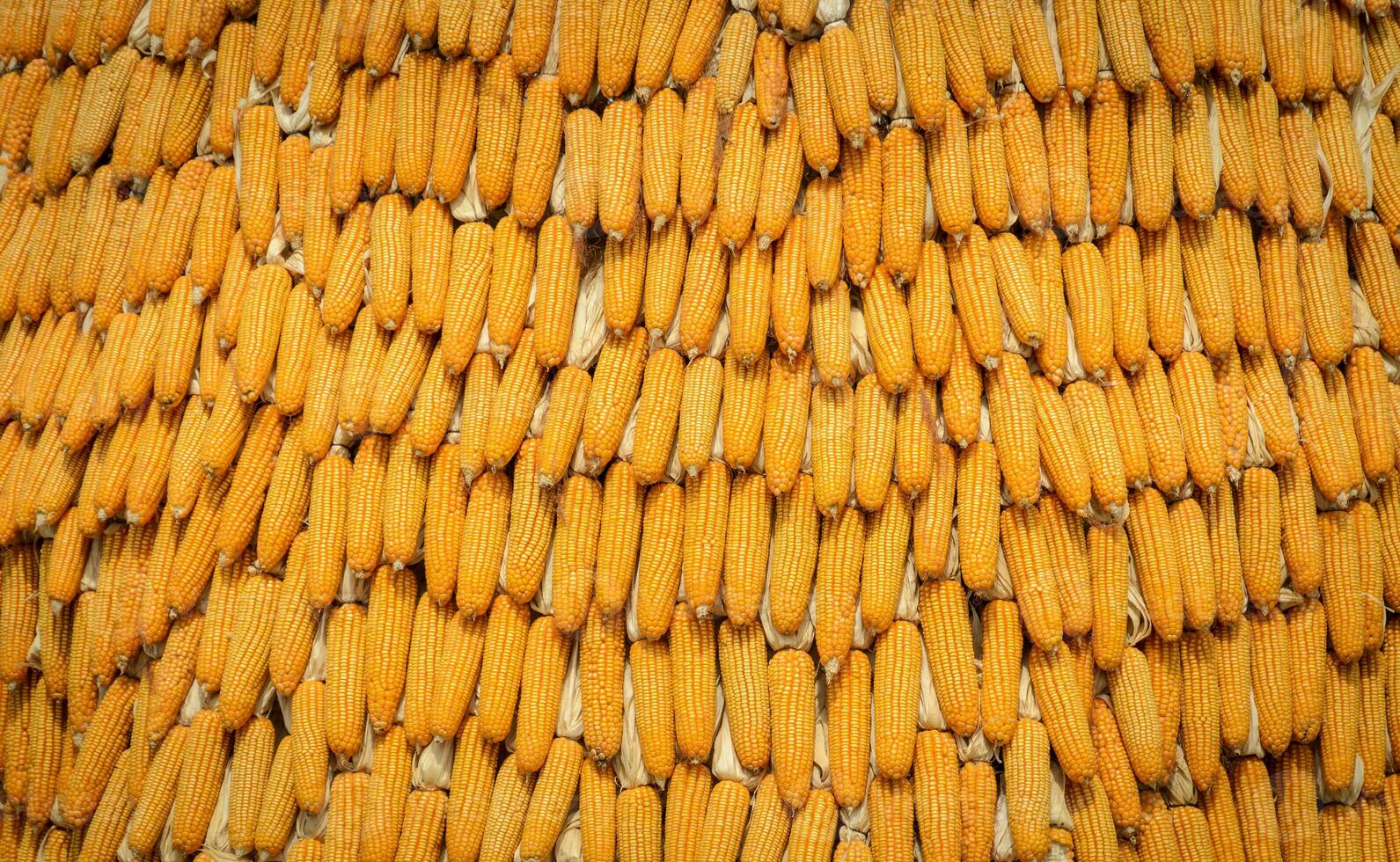 Ripe dried corn background photo