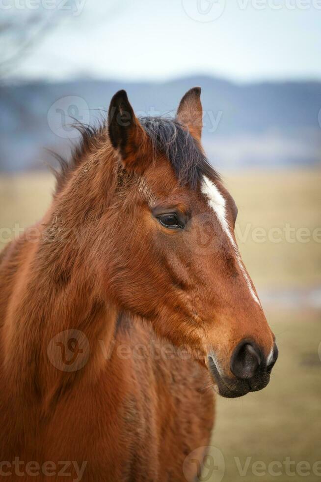 retrato de caballo marrón foto