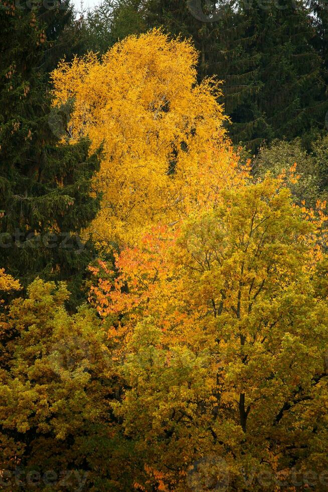 colección de hermosas hojas de otoño coloridas foto