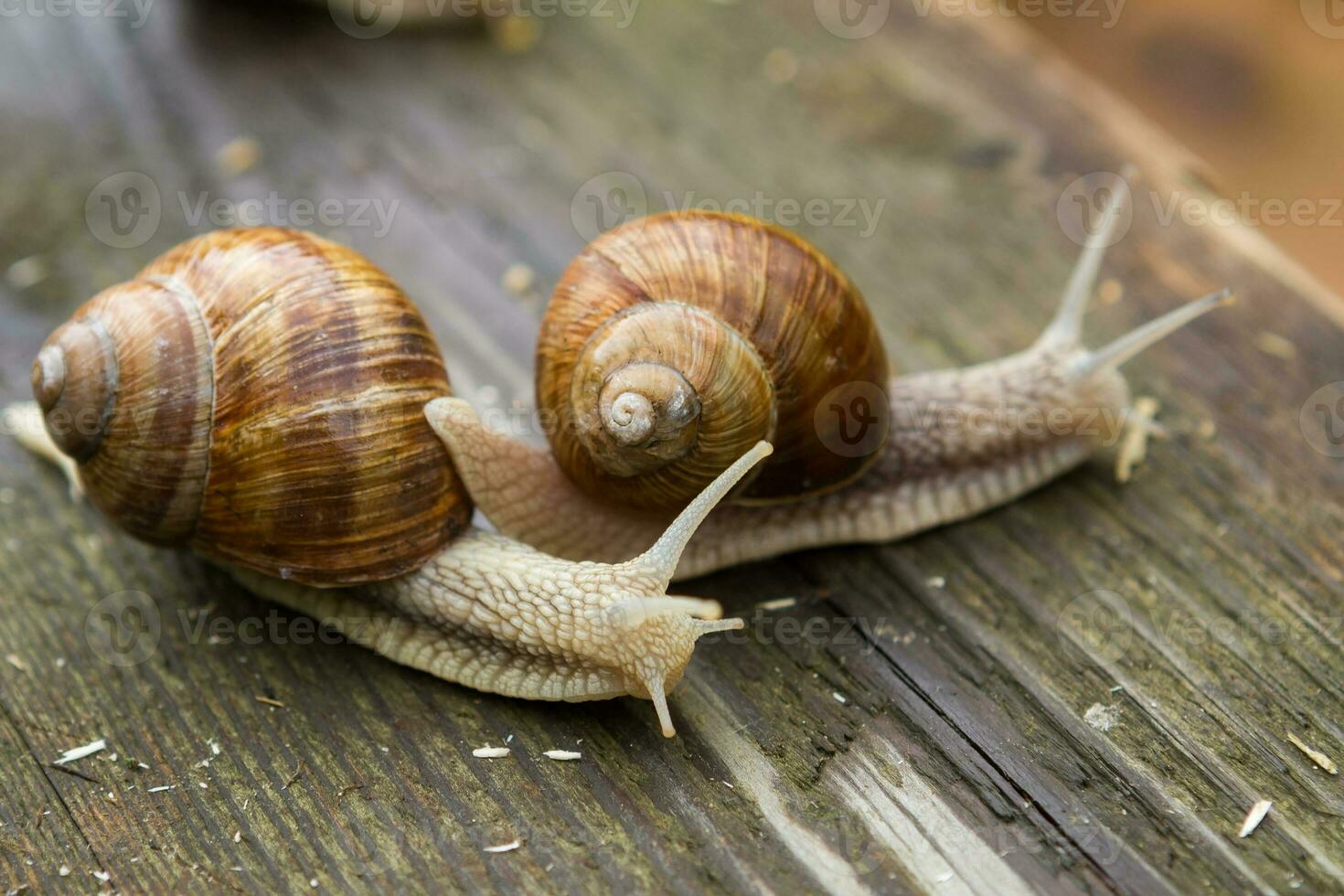 Big snails on wooden table after rain photo