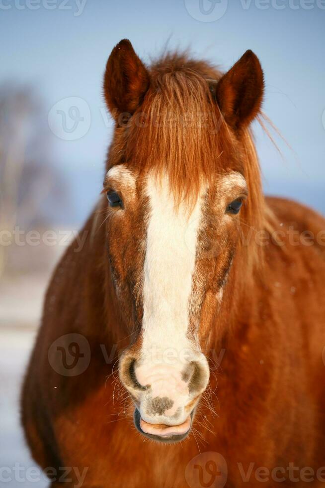 Horse in snow on a cold winter day. photo