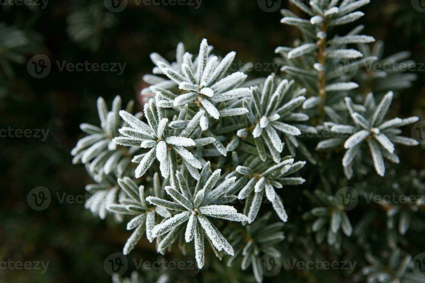 Coniferous branches covered with hoarfrost. Close up. photo
