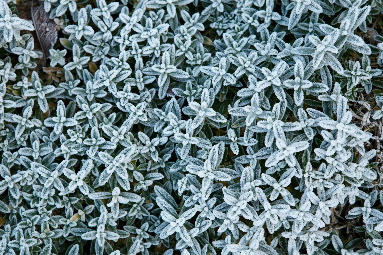 Closeup of frosty grass photo
