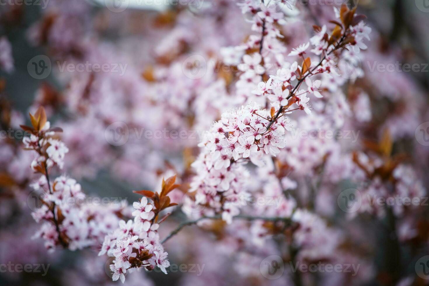 Blossoming branch with with flowers of Prunus cerasifera photo