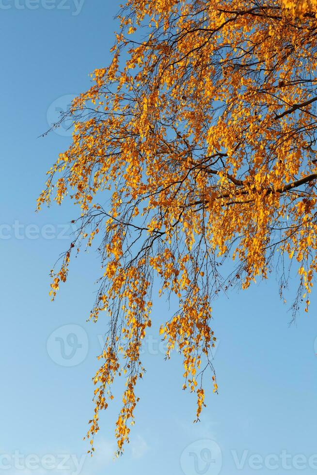 hermosas hojas de otoño coloridas y cielo azul. foto