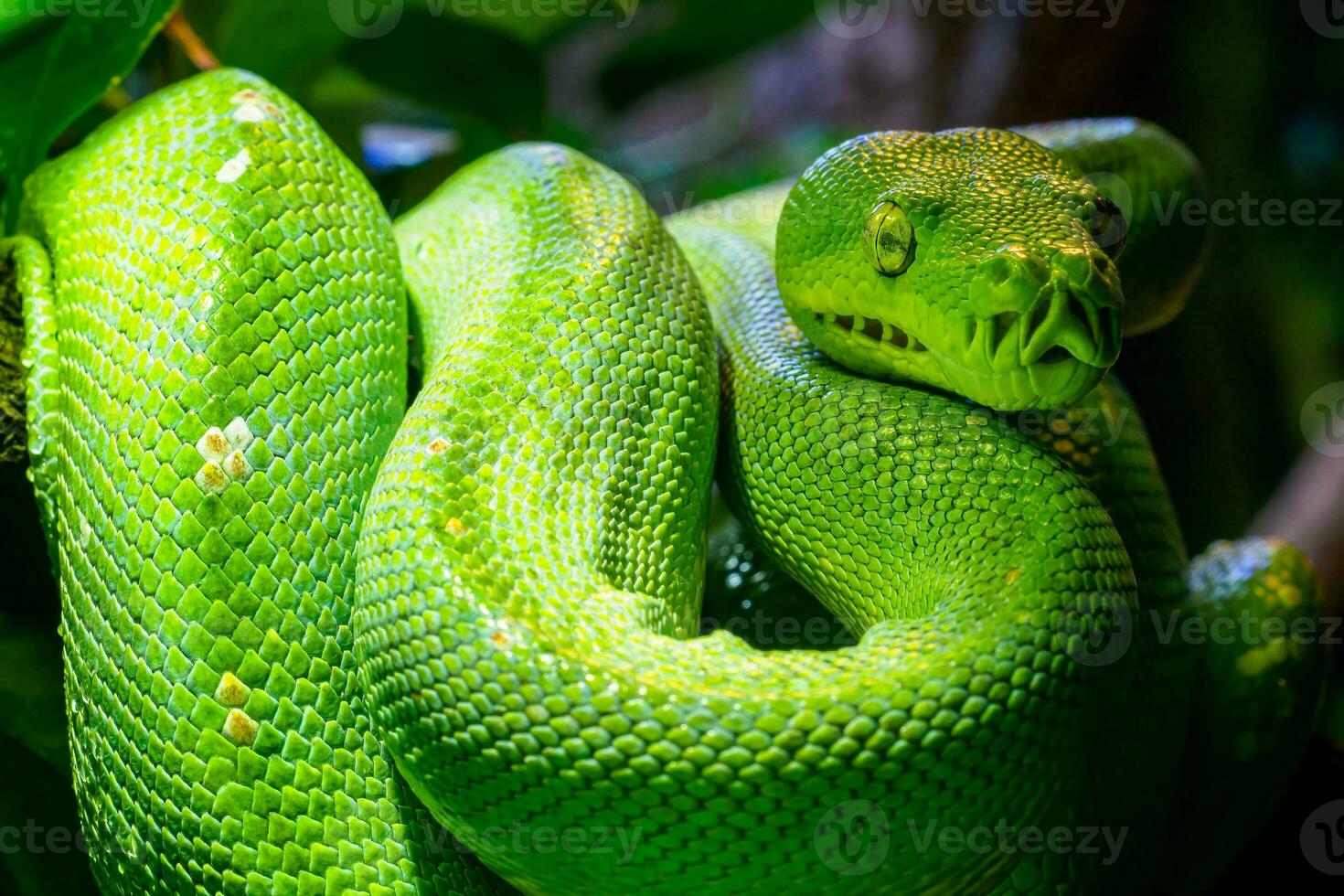 Green tree python, Morelia viridis close-up. Portrait art. photo