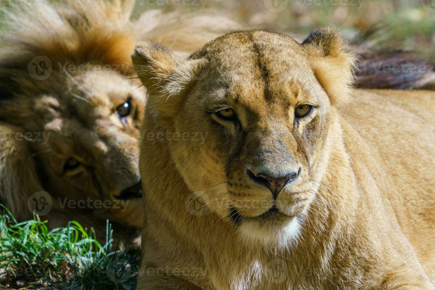 Pair of adult Congolese lion, Panthera leo bleyenberghi photo