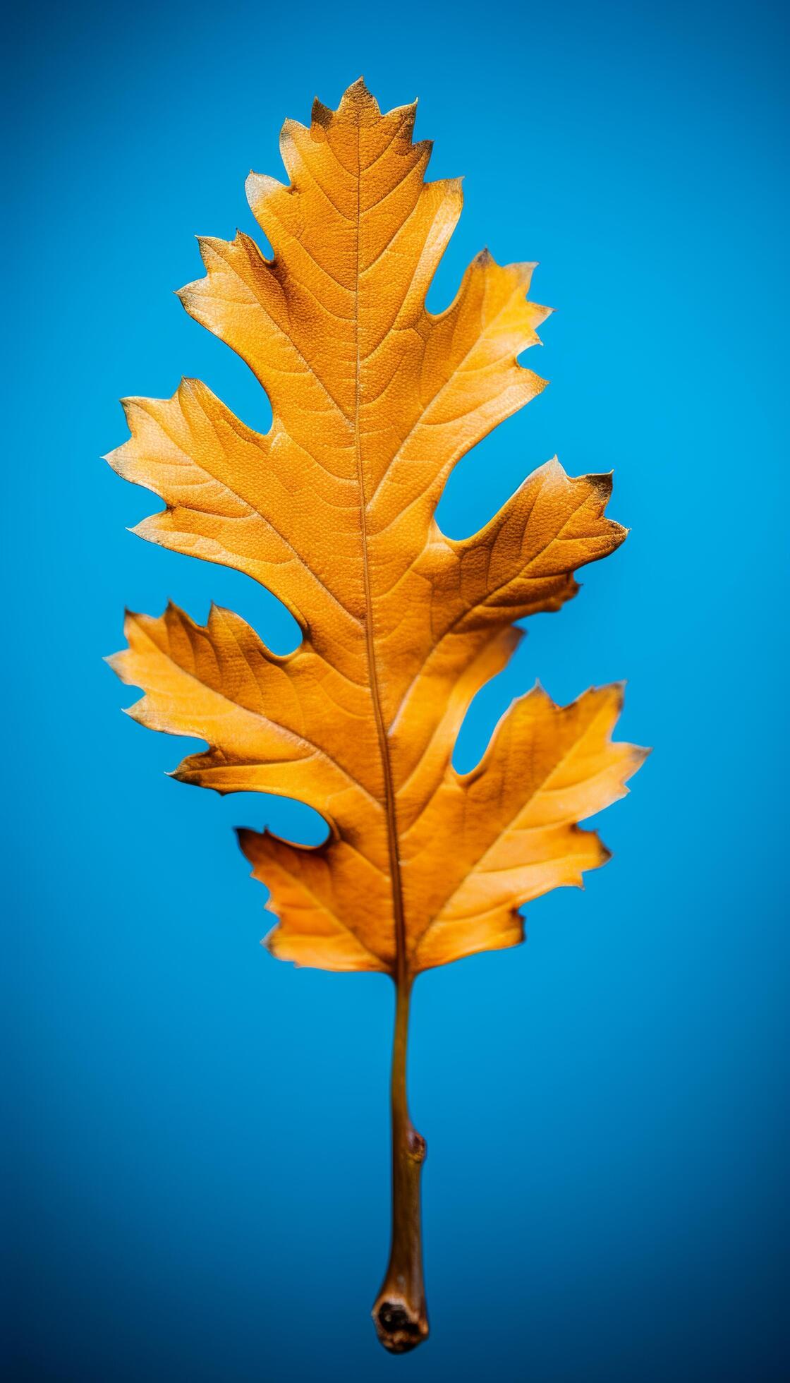 AI generated 4K colorful leaf AMOLED wallpaper 36086696 Stock Photo at