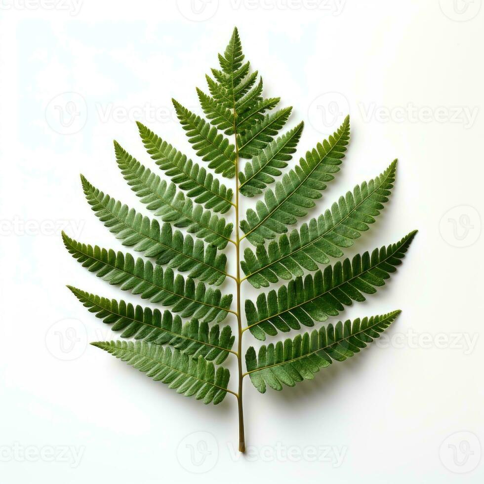 AI generated Green fern leaf on a white background created with generative AI technology photo