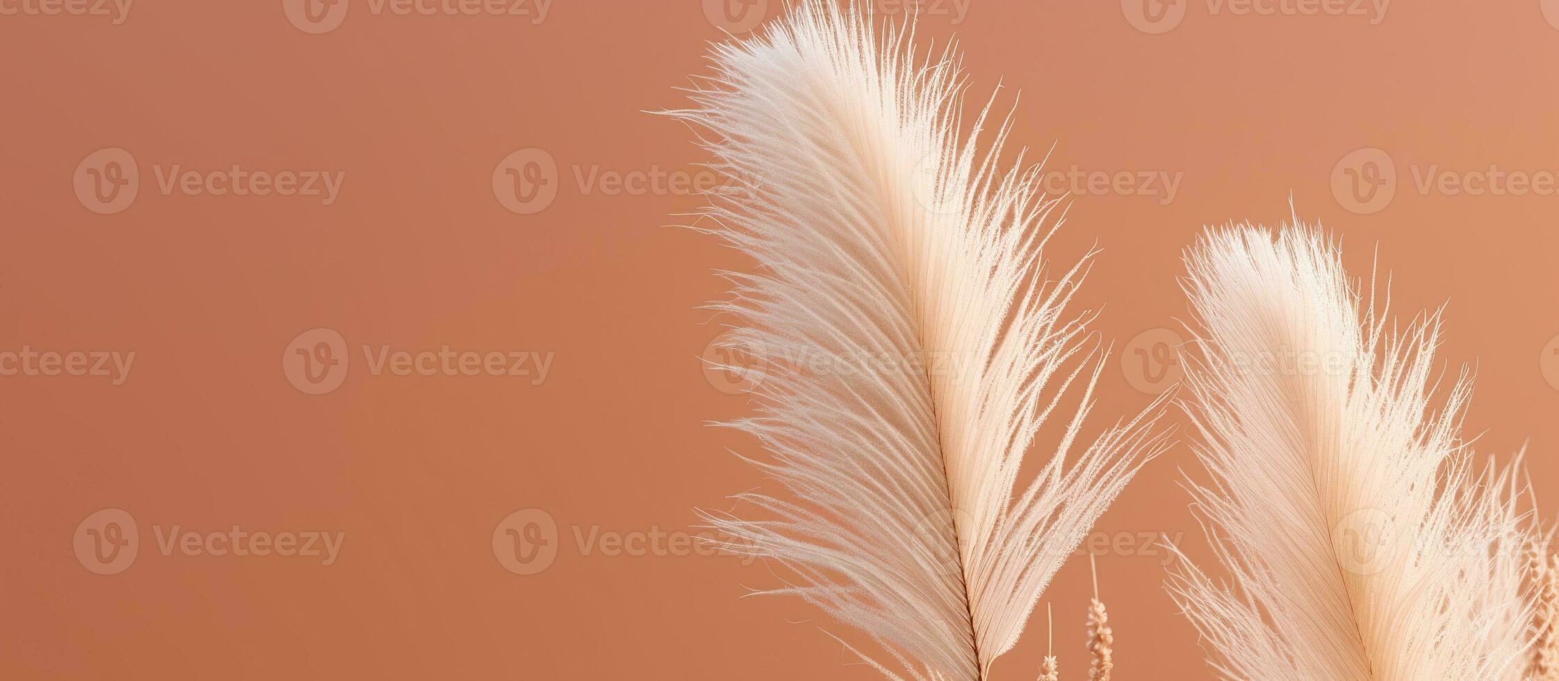 AI generated Pampas grass Minimalist Background photo