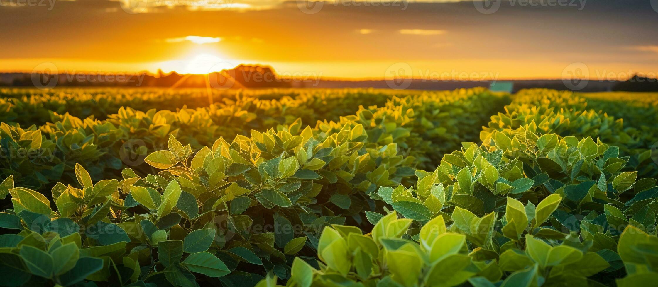 ai generado haba de soja campo examinando cosecha a puesta de sol foto
