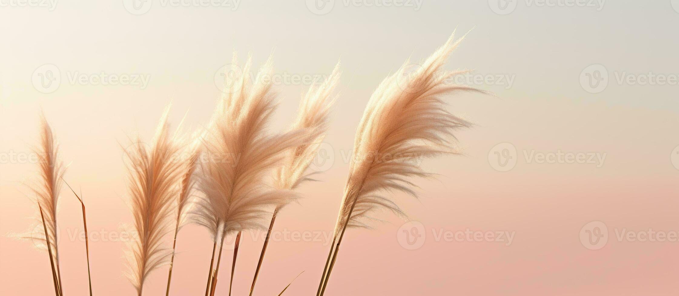 AI generated Pampas grass Minimalist Background photo