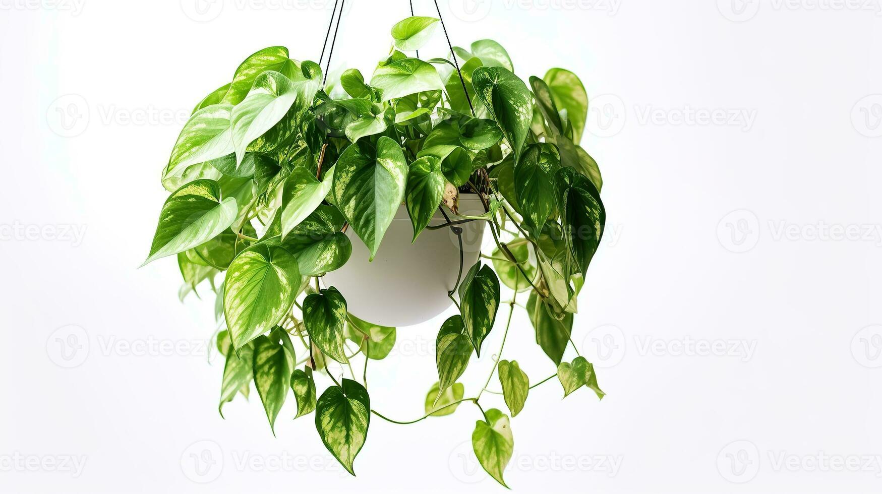 Realistic Stock Photos of hanging plant on white background