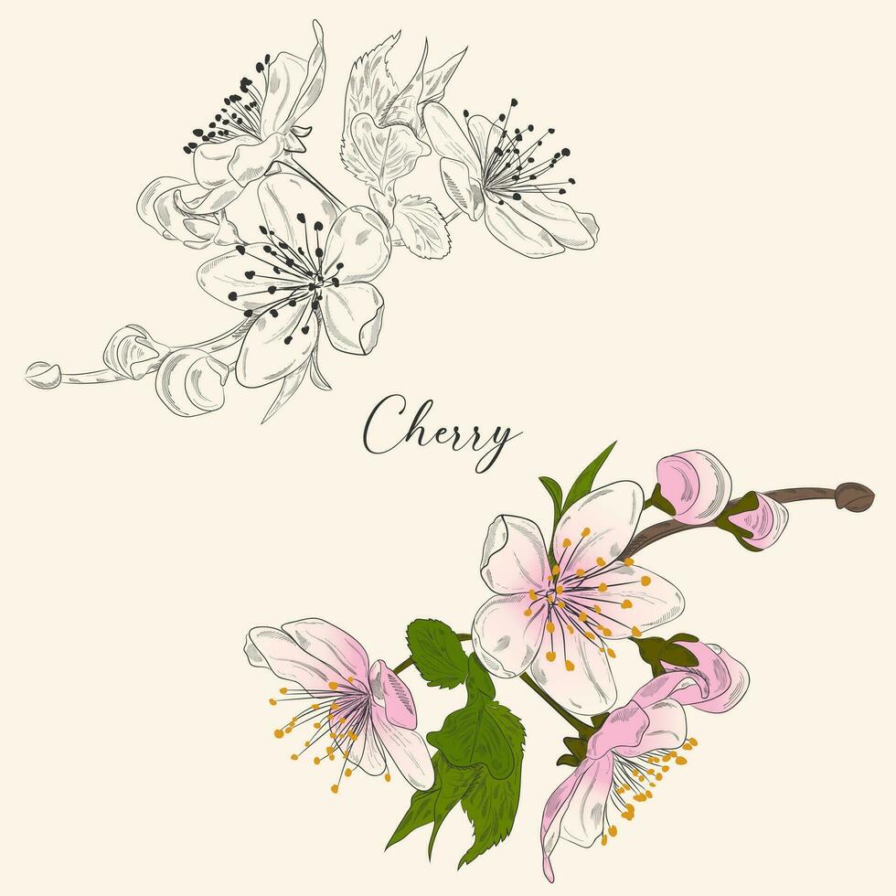 Cereza florecer bosquejo Cereza florecer, primavera ilustración. vector Arte. mano dibujado botánico ilustraciones