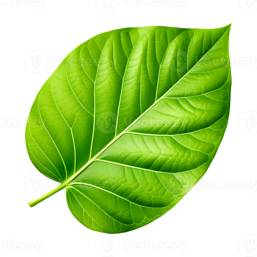 AI generated Green Leaf Isolated on Transparent Background png