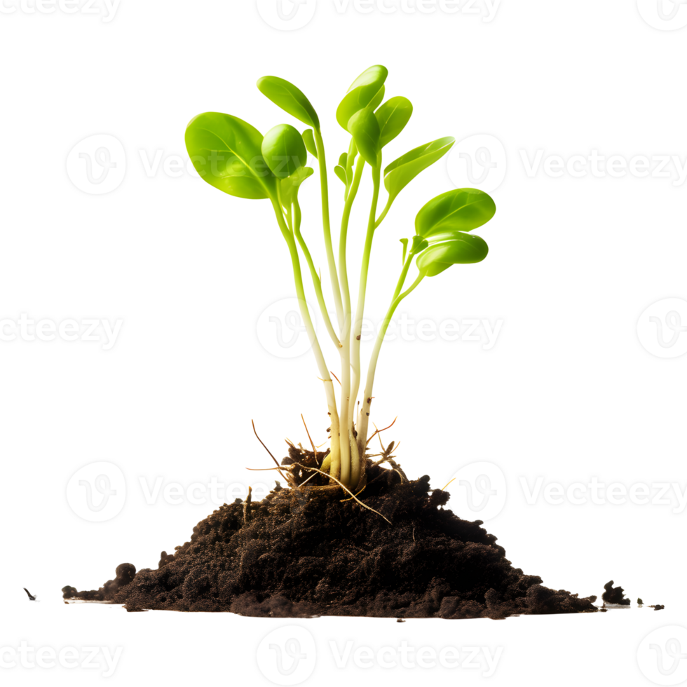 AI generated Growing Sprouts from a Soil Heap isolated on Transparent Background png