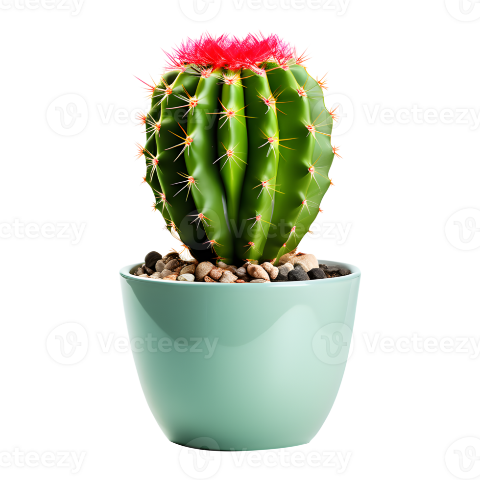AI generated Cactus in Pot Isolated on Transparent Background png