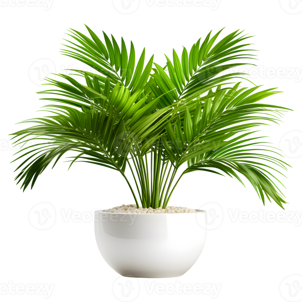 AI generated Areca Palm in Pot Isolated on Transparent Background png