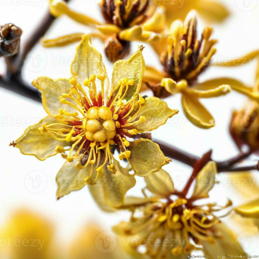 AI generated Close up Witch Hazel isolated on white background. ai generative photo