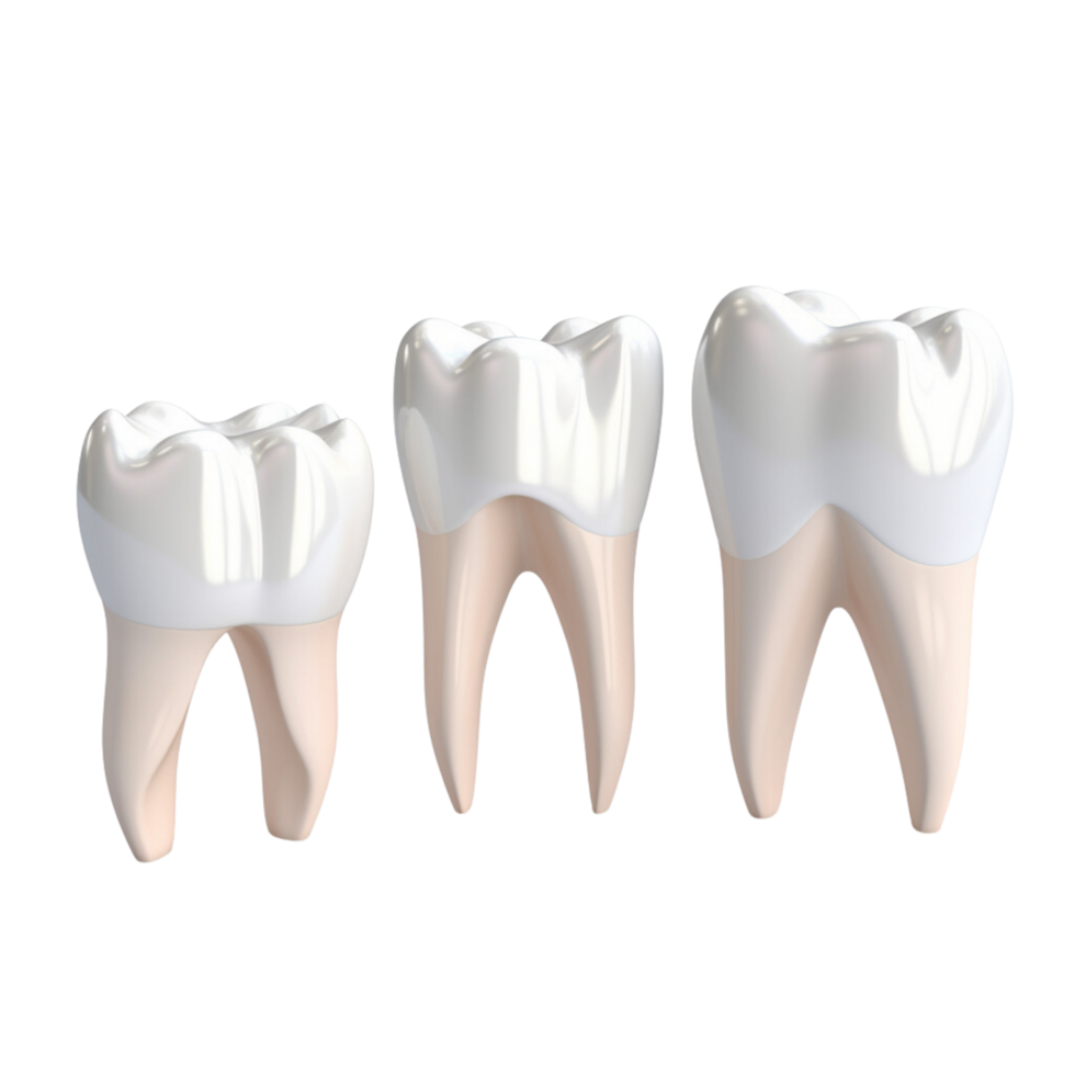 AI generated Set of dental premolar teeth 3d models on transparent background. png
