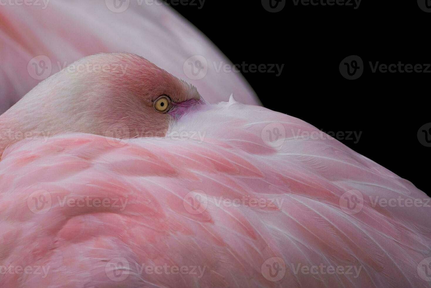 Greater flamingo, Phoenicopterus roseus. Close up detail of head and eye. photo