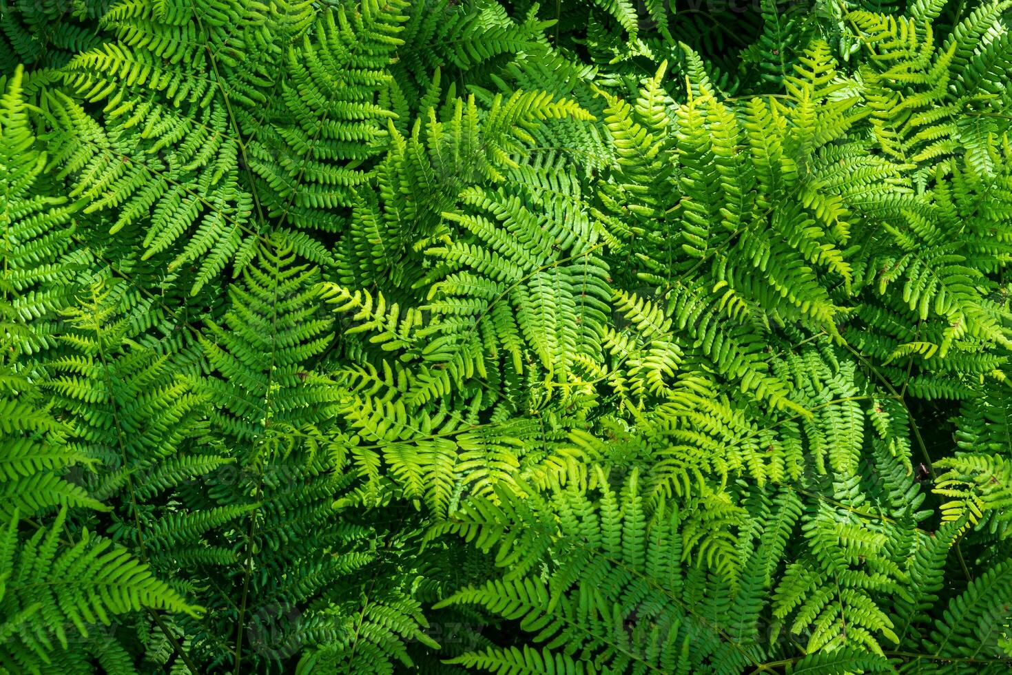 Natural fern pattern. Background with young green fern leaves. photo