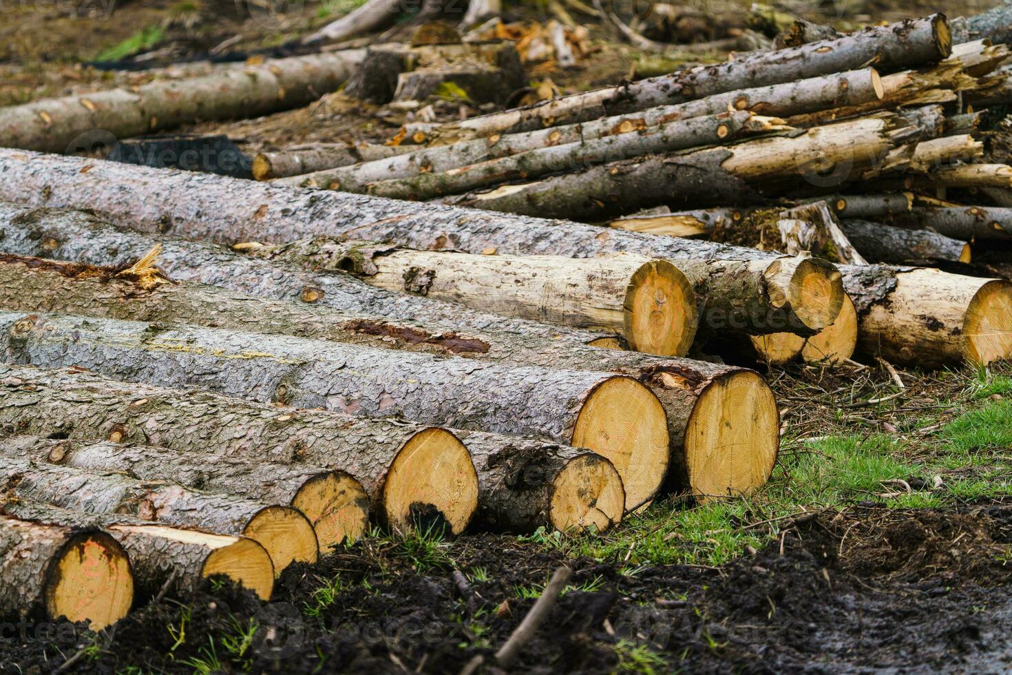 Pile of wood. A view of huge stacks of logs. photo