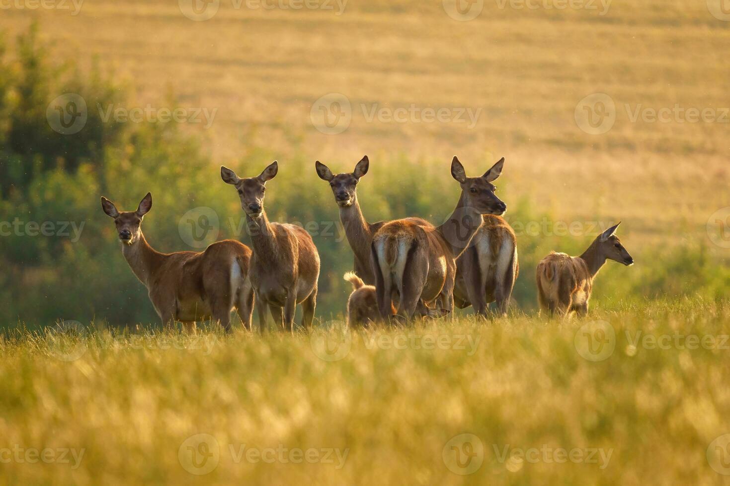 Cervus elaphus. Group of female European or common deer and young baby calf at sunset. photo