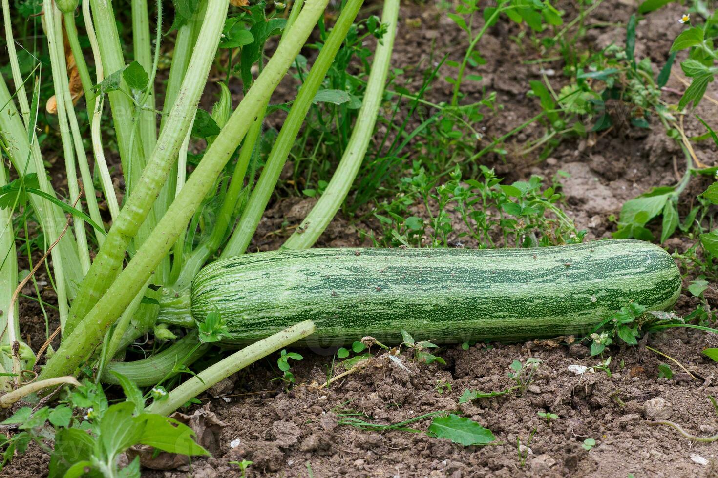 Green zucchini in garden. Growing zucchini on a vegetable garden. photo