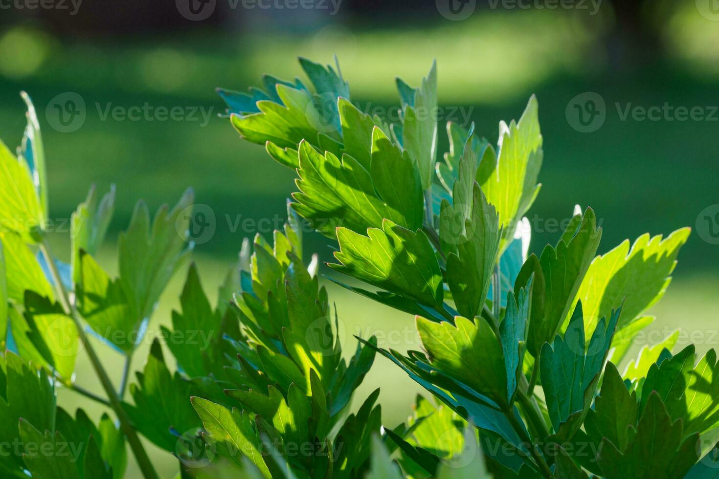 Spices and Herbs, Lovage plant growing in the garden. photo