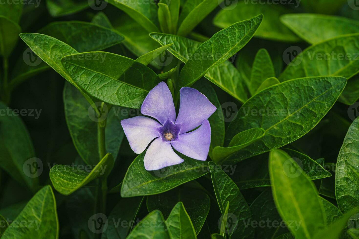 Purple blue flowers of periwinkle, vinca minor photo