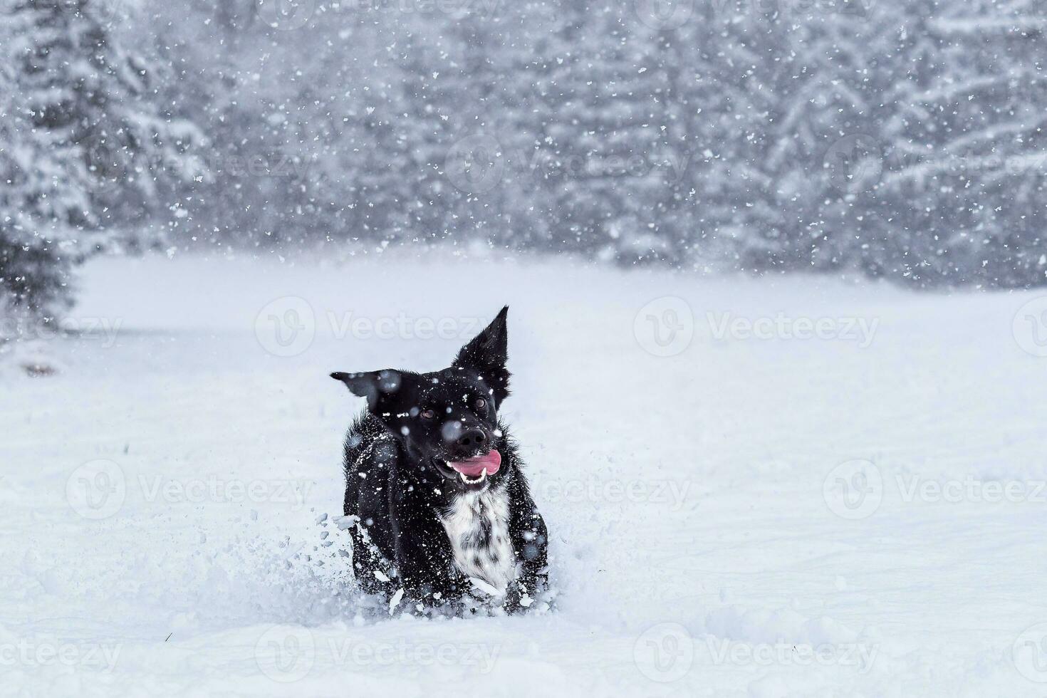 activo negro perro corriendo y jugando en profundo nieve. invierno camina con mascotas. foto
