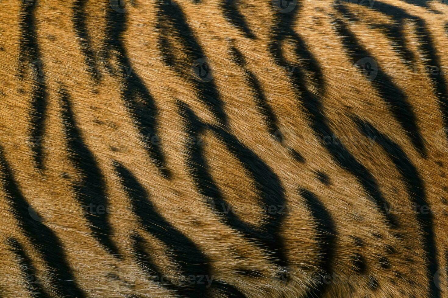 Tiger pattern, real sumatran tiger texture skin black orange stripe pattern for background photo