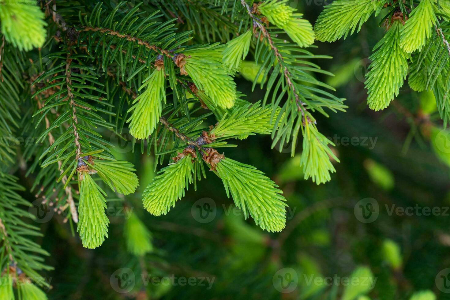 Coniferous Evergreen Branches with Blooming Young Spruce Shoots at  Springtime, Fresh Tender Needles, Natural Background Stock Image - Image of  wood, natural: 216357053